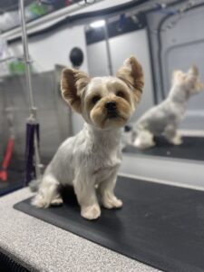 A picture of a little white dog on a grooming table after a groom