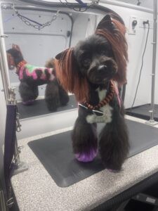A picture of a little black dog with colored hair