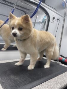A picture of a little white dog, just freshly groomed