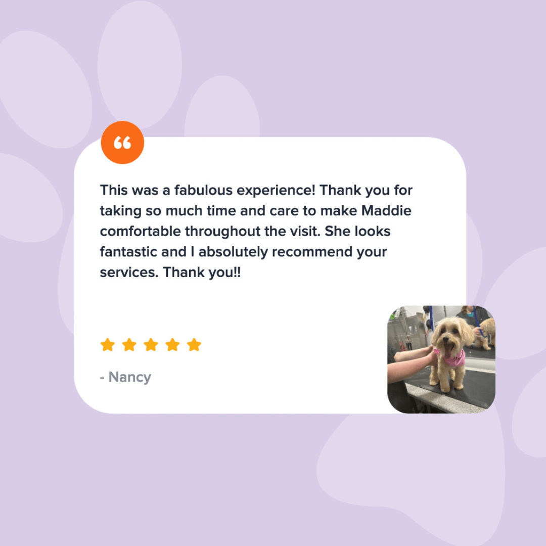 A picture of a testimonial from a customer that says this was a fabulous experience. Thank you for taking so much time and care to make Maddie comfortable throughout the visit. She looks fantastic and I absolutely recommend your services. Thank you, Nancy.