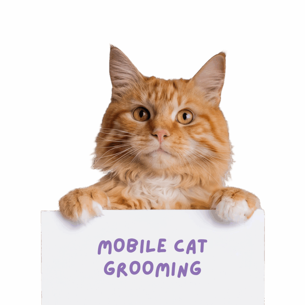 Mobile Cat Grooming for Anxious & Long-Haired Cats